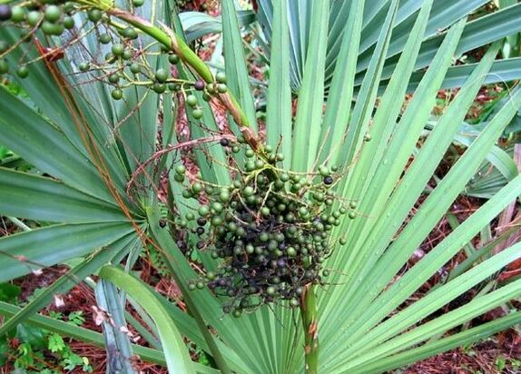 Sabal ή Mercy Crawl